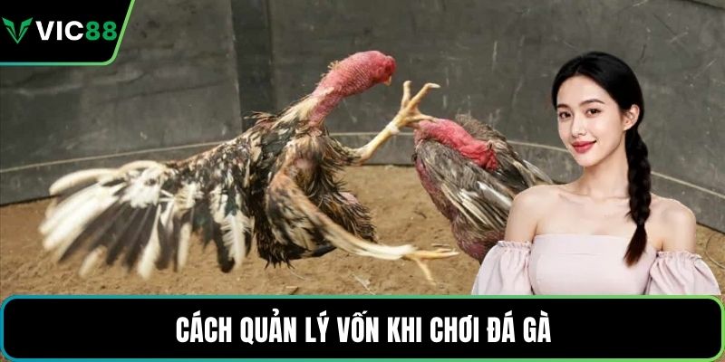 Cách quản lý vốn khi chơi đá gà