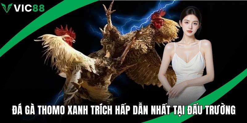 Đá gà thomo xanh trích