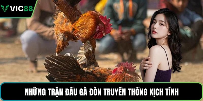 Những trận đấu gà đòn truyền thống kịch tính