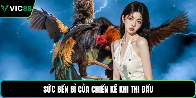 Sức bền bỉ của chiến kê khi thi đấu