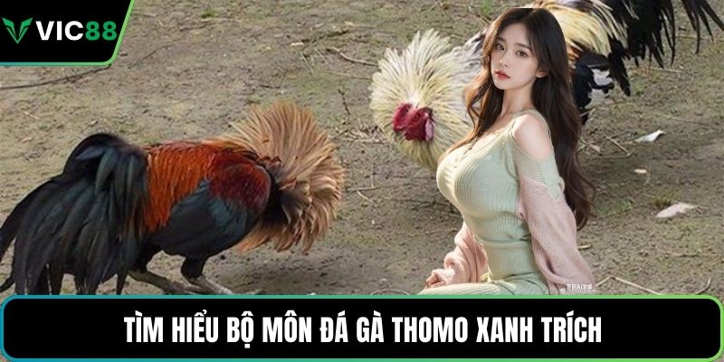 Tìm hiểu bộ môn đá gà thomo xanh trích