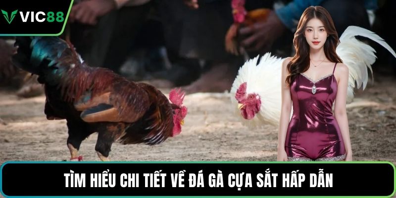 Tìm hiểu chi tiết về đá gà cựa sắt hấp dẫn