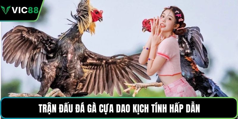 Trận đấu đá gà cựa dao kịch tính hấp dẫn